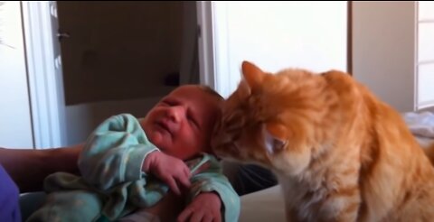 When CATS meet BABIES!