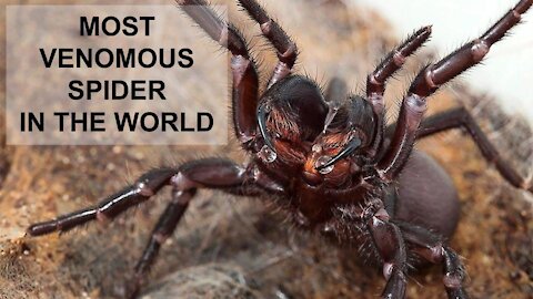 Funnel Web Spider: The Most Venomous Spider in the World!