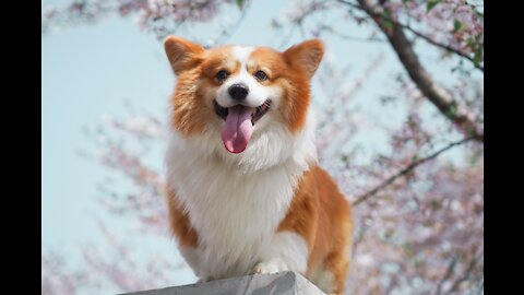 cute puppy Happy running and jumping in the grassland