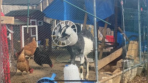 Demolition goats