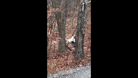 I can climb this tree!