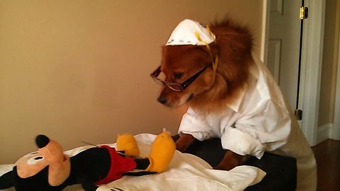 The Cutest Doggy Doctor Of All Time