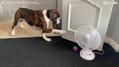 Ce boxer a peur d'un ventilateur