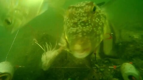 The toadfish; Baitcam under a pier in Tampa