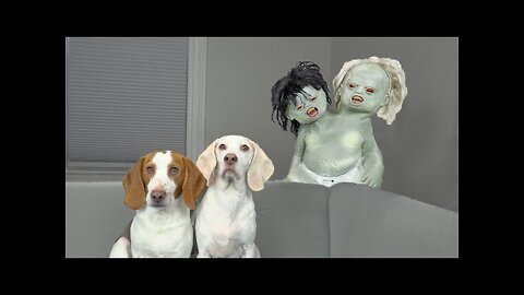 Dogs vs Conjoined Zombie Twins Prank! Funny Dogs Maymo & Potpie Adopt Zombie Babies