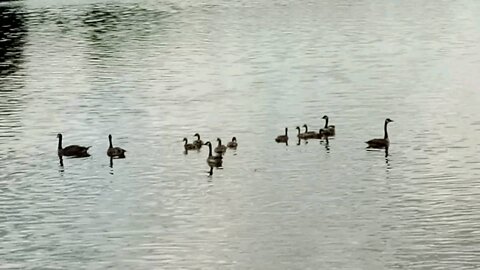 Geese on the Hudson River