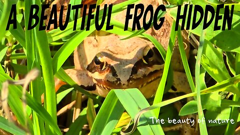 A beautiful frog hidden and filmed in four angles.