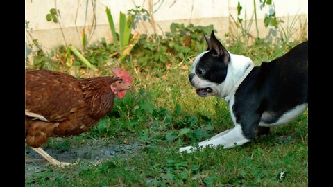 Chicken vs dog fight || Funny video