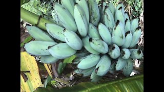 BLUE JAVA BANANAS! They taste like vanilla ice cream and you can buy them in Arizona - ABC15 Digital