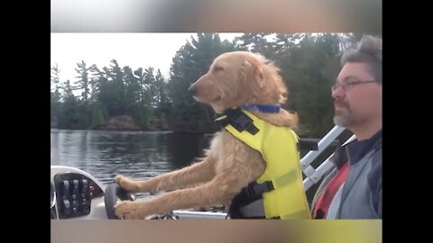 dogs are the best Dogs on boats