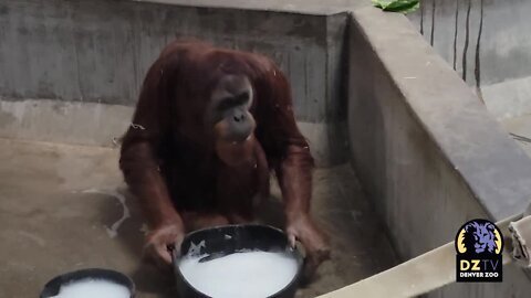 Jaya the Sumatran Orangutan Celebrates His Birthday