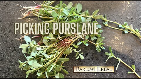 How to Identify Purslane