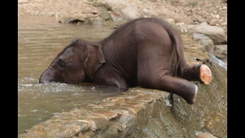 Cute little Elephant enjoys its bath ❤💯