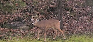 Large Buck