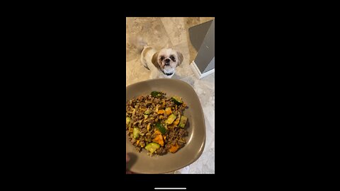 Homemade DOG Food Recipe