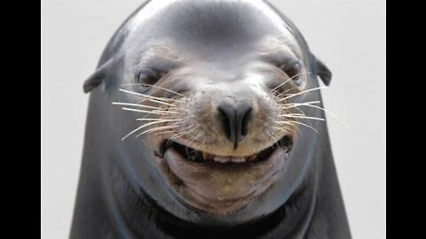 Seals chase and scare their trainer as they feed amongst the spectators