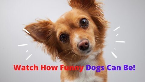 Did You Know That Dogs Can Be This Funny?