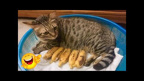 Funniest Cats 😹 - Don't try to hold back Laughter 😂 - Funny Cats Hack