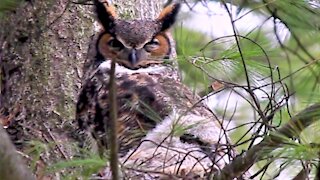 Sleepy mother owl cuddles with her chick in the nest