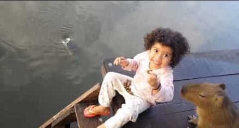 Little girl and capybara team up to feed the fish