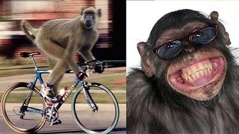 funniest monkey vidoes cute and funny monkey vidoes