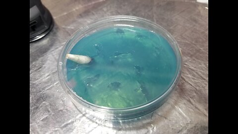 Mycology - Spore Swabs to Agar 🧫🍄 Ps. Natalensis from My Blue 🔵 🧢 Cap Nats 💙