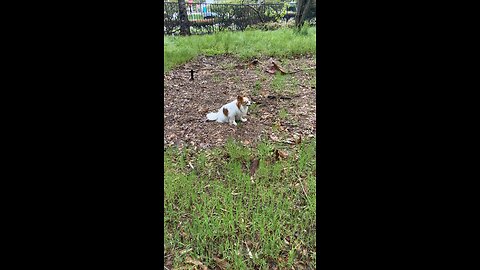 papillon dog - Her name is Chloe and I love her so much