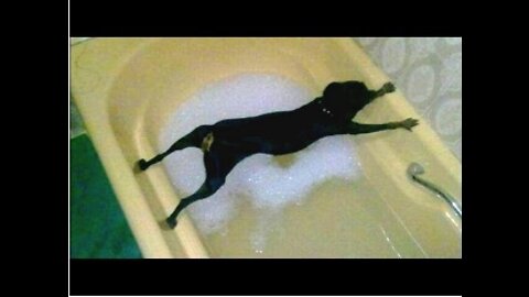 Dogs just dont want to bath Funny dog bathing compilation