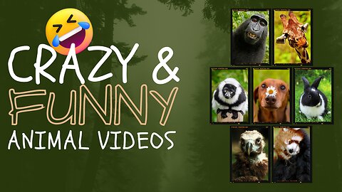 Most Watched Funny Animal Videos