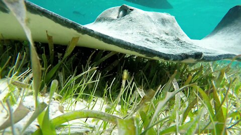 Swimmers have an extreme close up look at stingrays in Belize