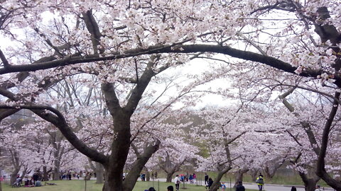 Beautiful sakura canopies, High Park cherry blossoms at full bloom, May 6, 2022