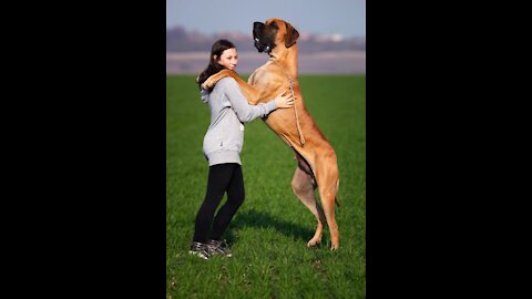 THE WORLD'S HARDEST PULLING DOG! (TRAINED)