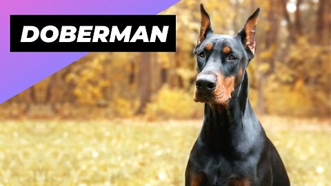 Doberman 🐶 One Of The Most Intelligent Dog Breeds In The World #shorts