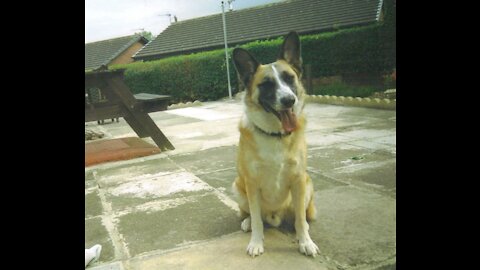 How to Train a Dog to "Sit" with German Shepherd puppy