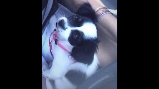 Tiny Puppy navigating stairs for 1st time