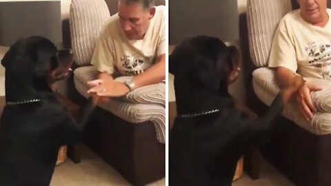 Sweet Rottweiler needs more attention from the owner