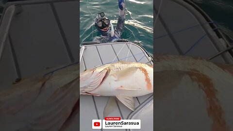 Hunting Big Fish Near Dangerous Bullsharks in Miami, Florida #spearfishing #fishing #sharks #cubera