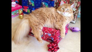 Bentley and Muffy Playing with their Christmas Presents!