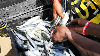 SOUTH AFRICA - Durban - Frenzy of sardine netting off Durban uShaka beach (Video) (L7C)