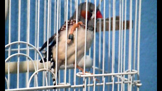 IECV PBV #101 - 👀 Jumper Jumping Around The Cage Bars And Perch 1-3-2019