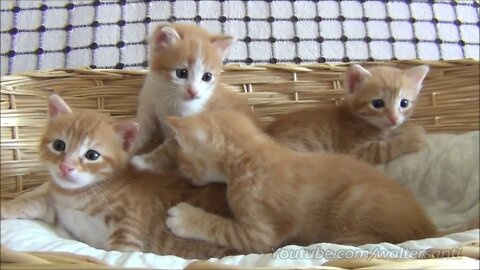 Mom cat with 4 meowing kittens