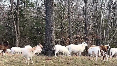 Sheep are our winter cleanup crew!