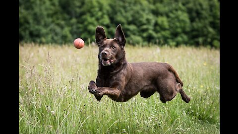 Dogs That Fly - Dogs Show Their Jumping Agility