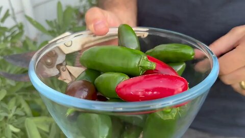 Picking and pickling jalapeños