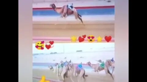 سباق جميل للغاية Wonderful Camel Racing