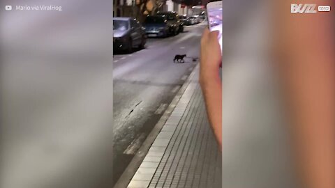 Luta entre gato e rato ninja captada em Espanha