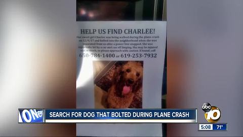 Dog missing after plane crashes into neighborhood