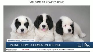 Online puppy schemes on the rise