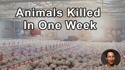 More Animals Killed In One Week Than The Total Number Of People Killed In All Wars Throughout