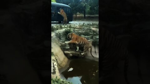 #shorts|Bengal tiger attack car|tiger attacks tourist|tiger attack|animal attack|tiger attack man|